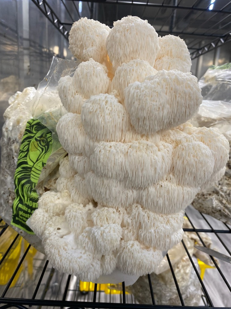 Lion's Mane Crab Cakes &ndash; Hernshaw Farms