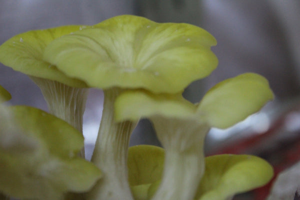 Mushroom Grow Kit Combos