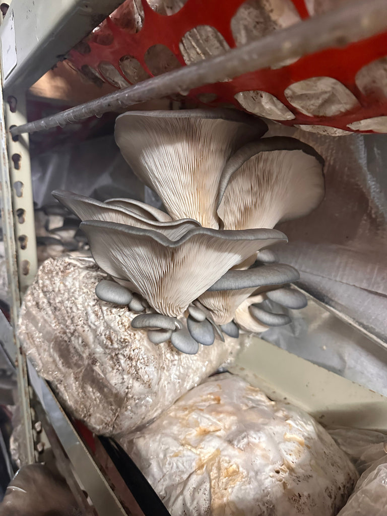 How to Use & Benefit from Dried Oyster Mushrooms: The Ultimate Guide