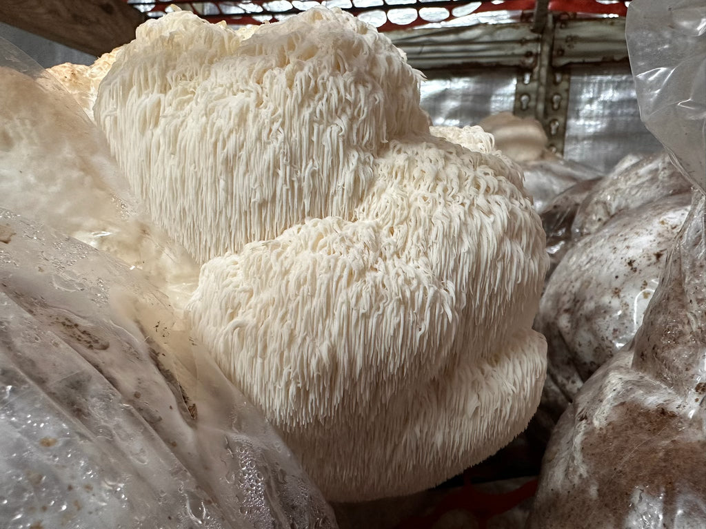 How to Grow Lion’s Mane Mushrooms + 4 Gourmet Recipes to Try