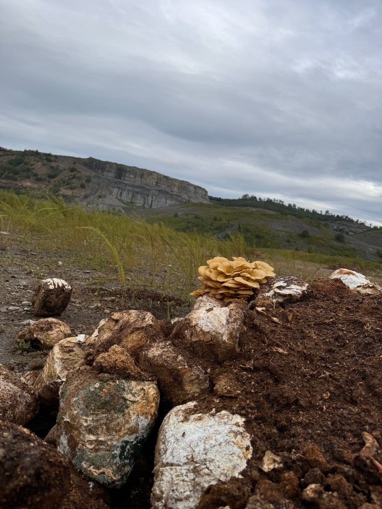Mycoremediation in Appalachia: How Mushrooms Help Heal Strip Mines, Build Soil, and Grow a New Future