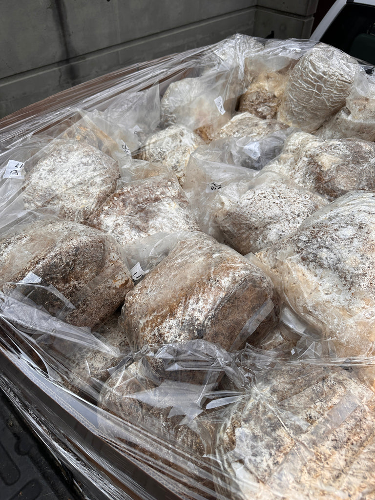 Wholesale Mushroom Blocks for Farms | Reliable Supply from Hernshaw Farms