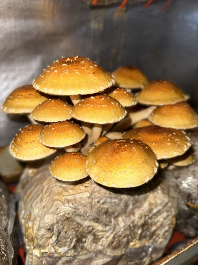 How to Grow Chestnut Mushrooms | Complete Home Guide + Recipes