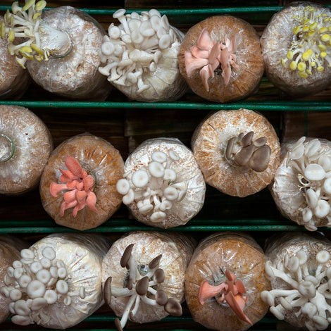 Grow Kits