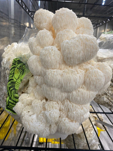Wholesale Mushroom Grow Kits
