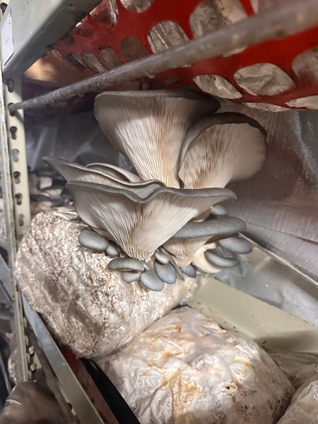 Wholesale Mushroom Grow Kits