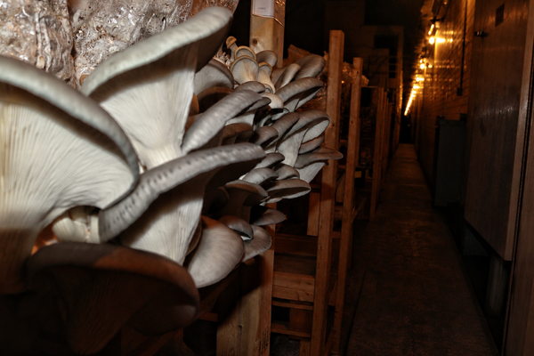 Twenty Huge Wholesale Mushroom Grow Kits