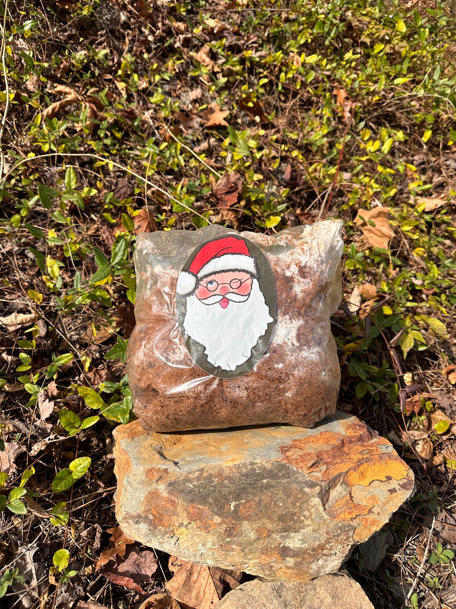 Santa’s Mane Mushroom Grow Kit