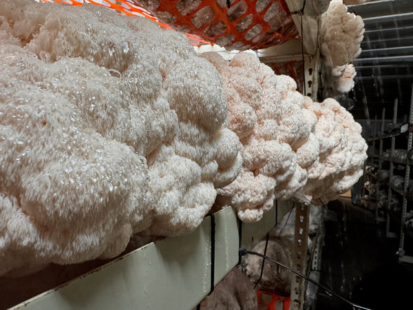 Close-up of large lions mane heads with a blurred background