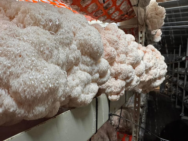 Dried Lions Mane