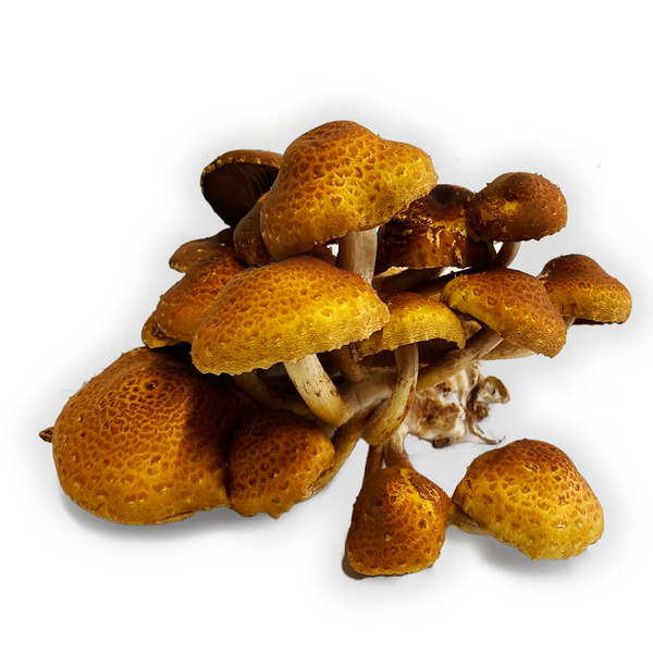 Chestnut Mushroom Grow Kit