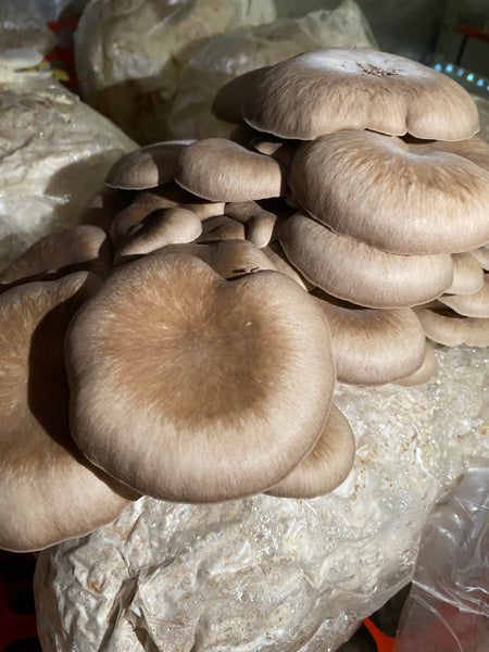 Black Oyster Mushroom Grow Kit