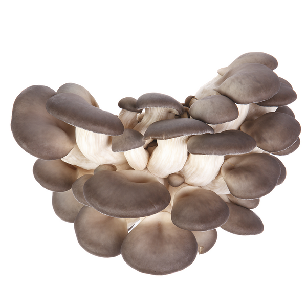 Black Oyster Mushrooms from Hernshaw Farms in West Virginia