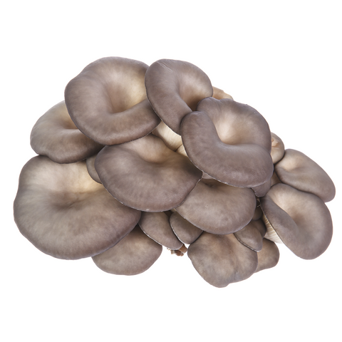 Black Pearl King Oyster Mushrooms from Hernshaw Farms in West Virginia