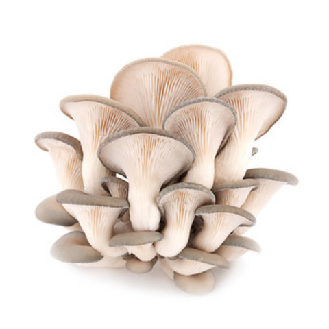 Blue Oyster Mushrooms from Hernshaw Farms in West Virginia