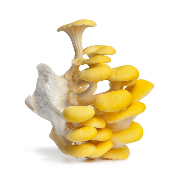 Gold Oyster Mushrooms from Hernshaw Farms in West Virginia