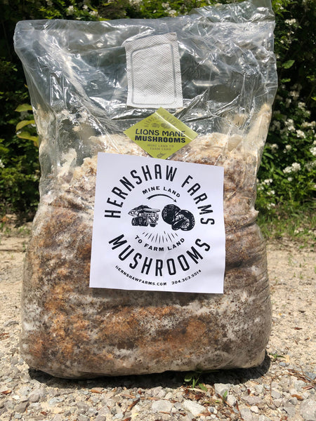 Snow Oyster Mushroom Grow Kit