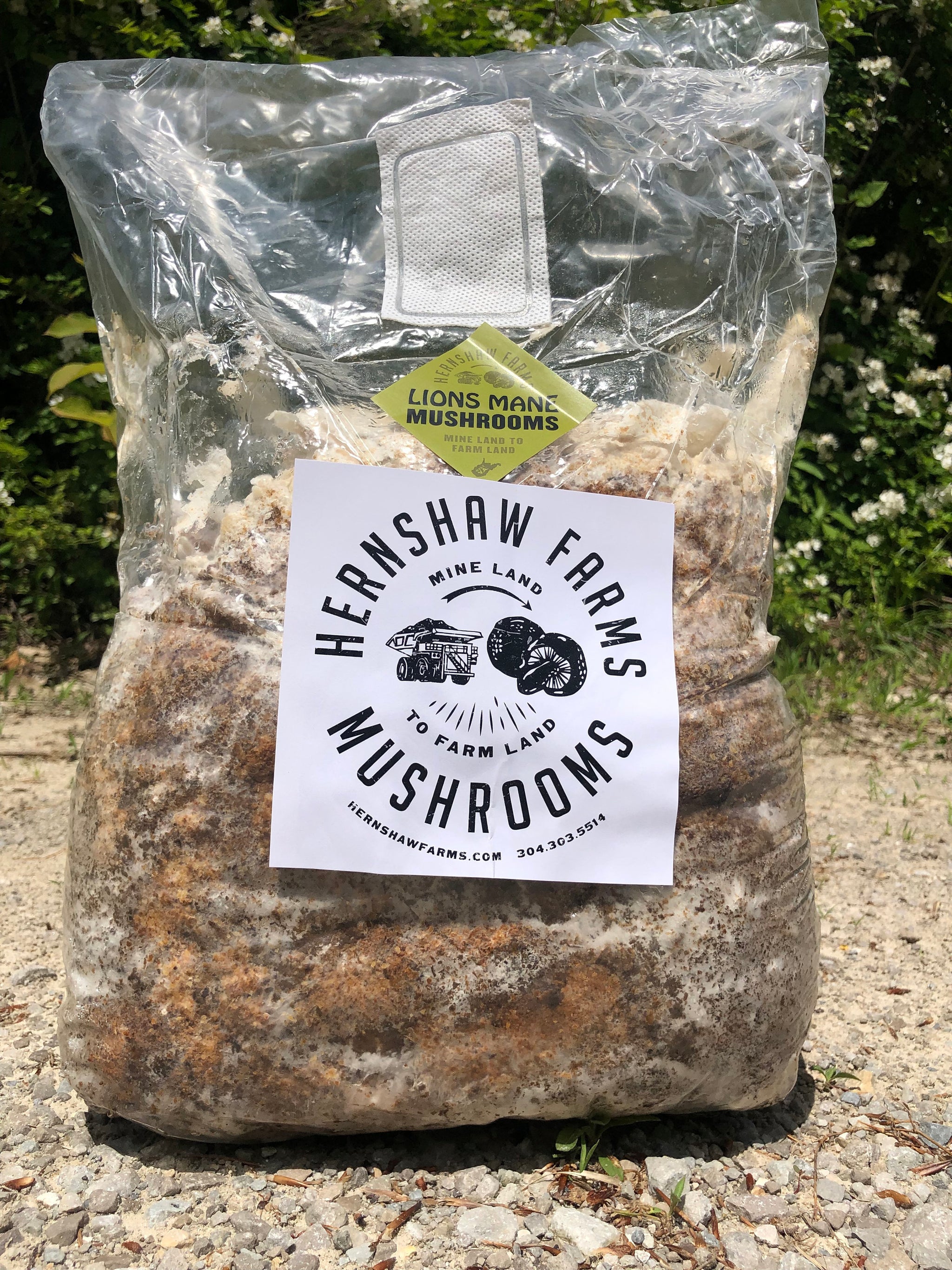 Blue Oyster Mushroom Grow Kit – Hernshaw Farms