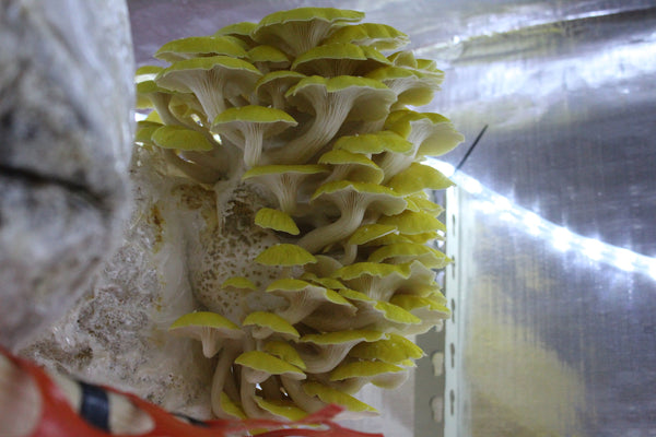Gold Oyster Mushroom Grow Kit
