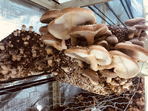 Shiitake Mushroom Grow Kit
