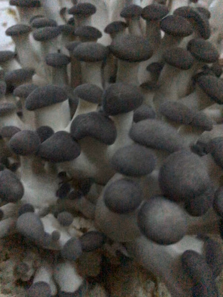 Black Pearl King Oyster Mushroom Grow Kit