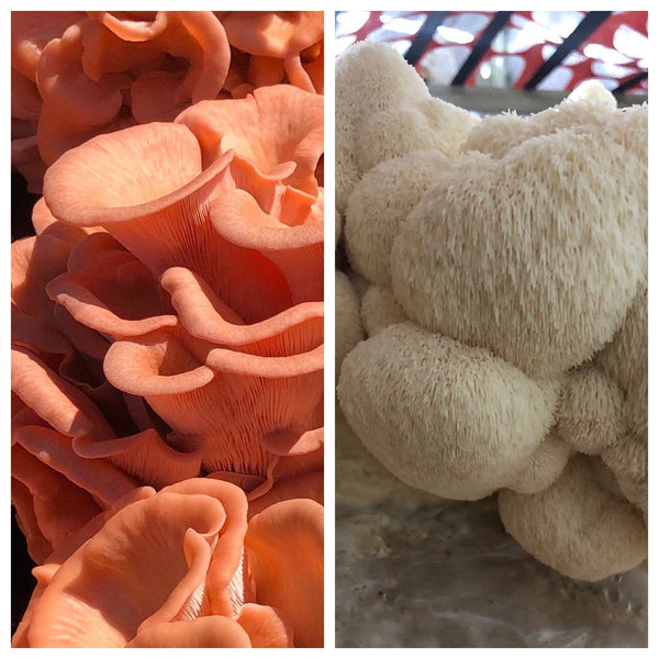 Mystery Mushroom Grow Kit