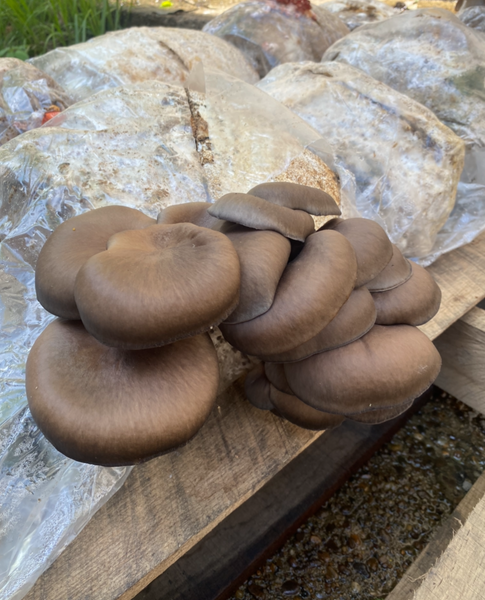 Chocolate Brown Oyster Mushroom Grow Kit