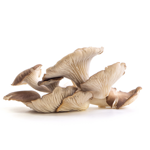 Italian Oyster aka Lung Oyster Mushrooms from Hernshaw Farms in West Virginia