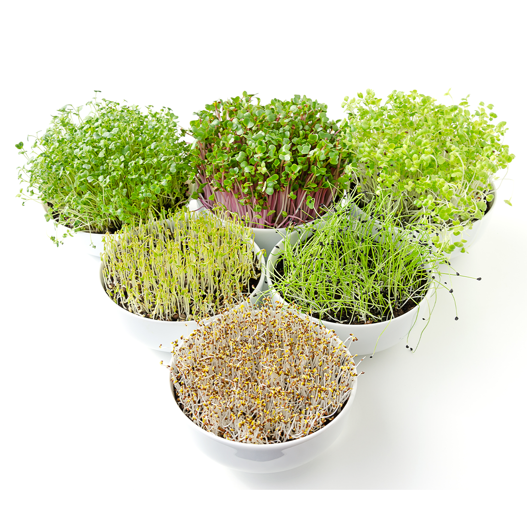 micro greens grow kit from Hernshaw Farms in West Virginia