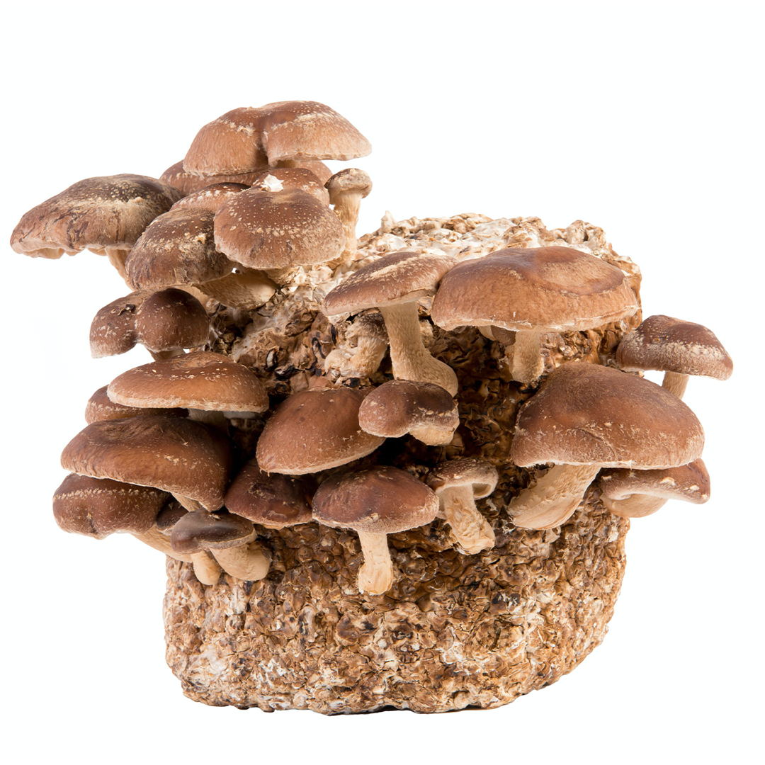 Grab a surprise mushroom grow kit from Hernshaw Farms!